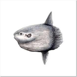 Ocean sunfish (Mola mola) Posters and Art